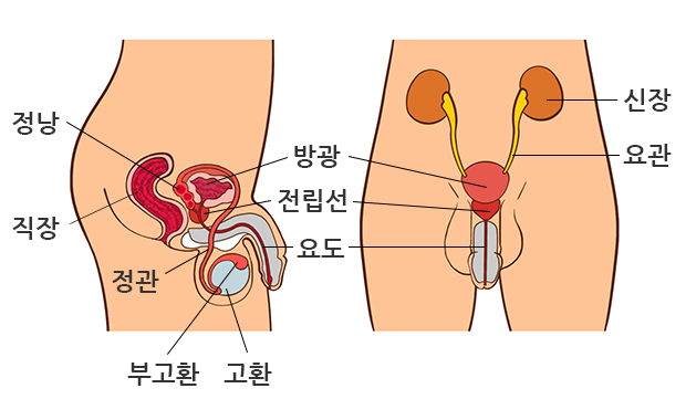 전립선 질환이란